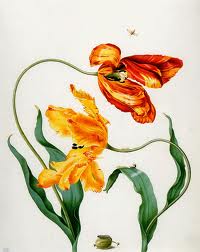 C:\Users\gu\Pictures\merian2.jpg