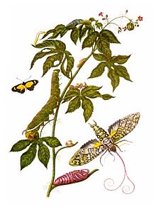 C:\Users\gu\Pictures\Merian_insectes_Surinam.jpg