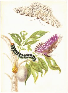 C:\Users\gu\Pictures\merian3.jpg