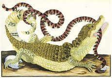 C:\Users\gu\Pictures\merian jacar.jpg